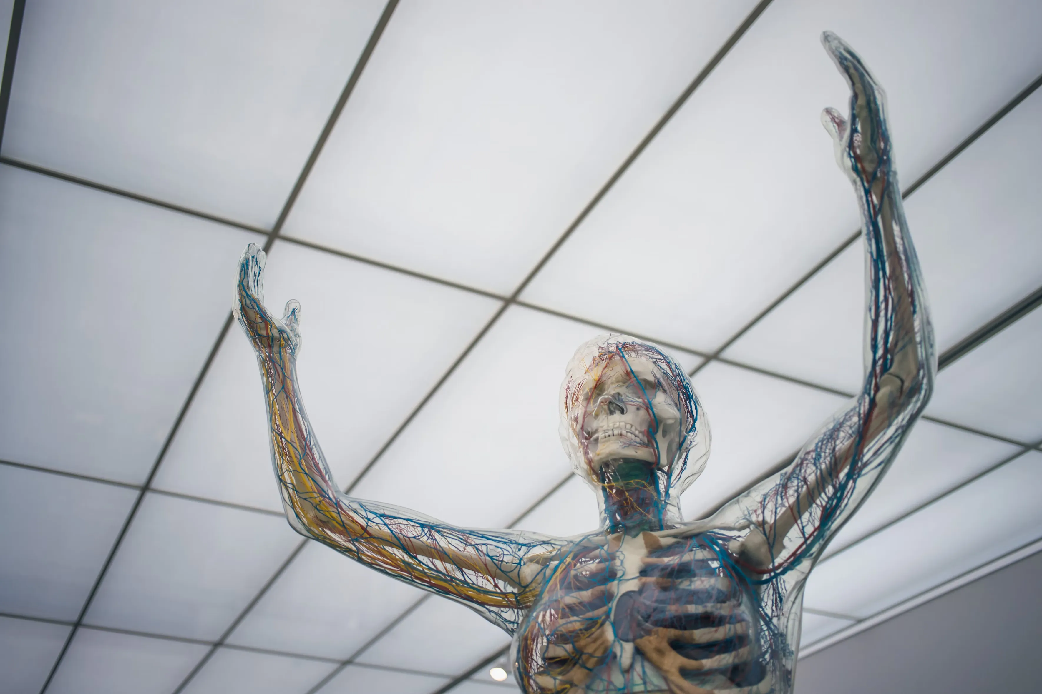 Skeleton with nerve fibers visible
